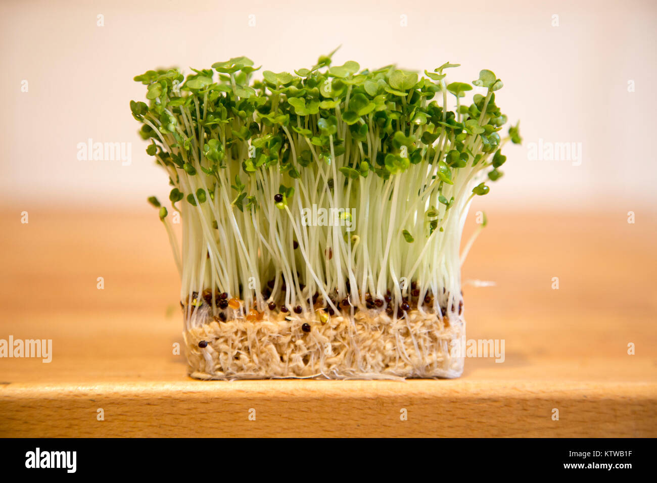 Close up di insalata il crescione cresce su legno Superficie di cottura Foto Stock