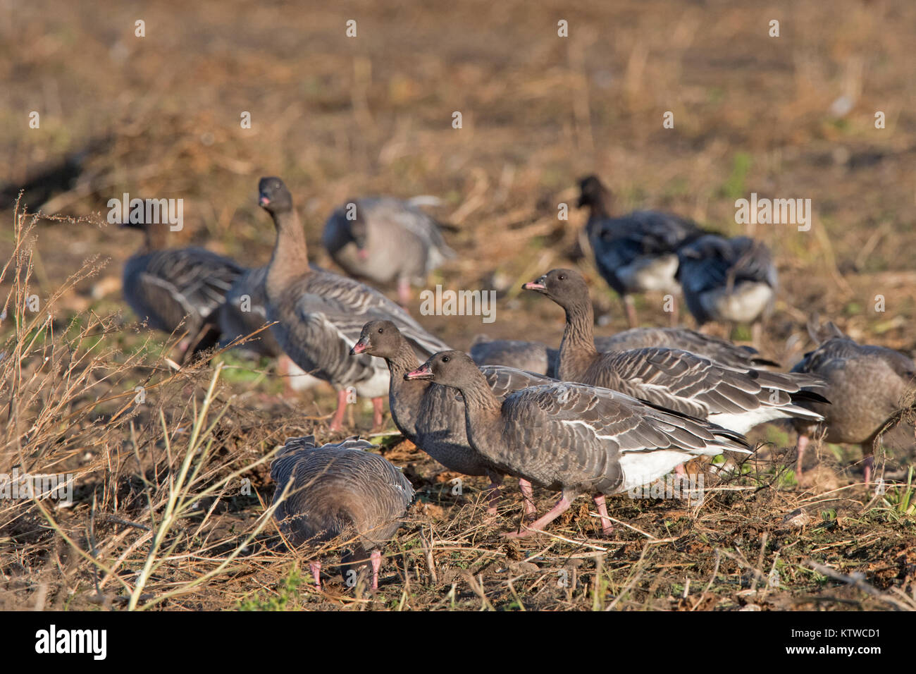 Rosa-footed oche Anser brachyrhynchus alimentando in raccolti di barbabietole da zucchero Salthouse campo North Norfolk Novembre Foto Stock