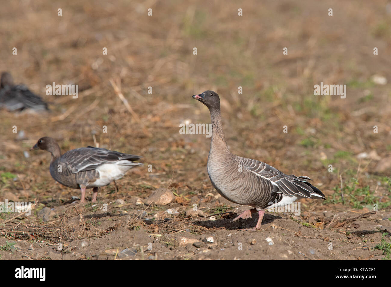 Rosa-footed oche Anser brachyrhynchus alimentando in raccolti di barbabietole da zucchero Salthouse campo North Norfolk Novembre Foto Stock
