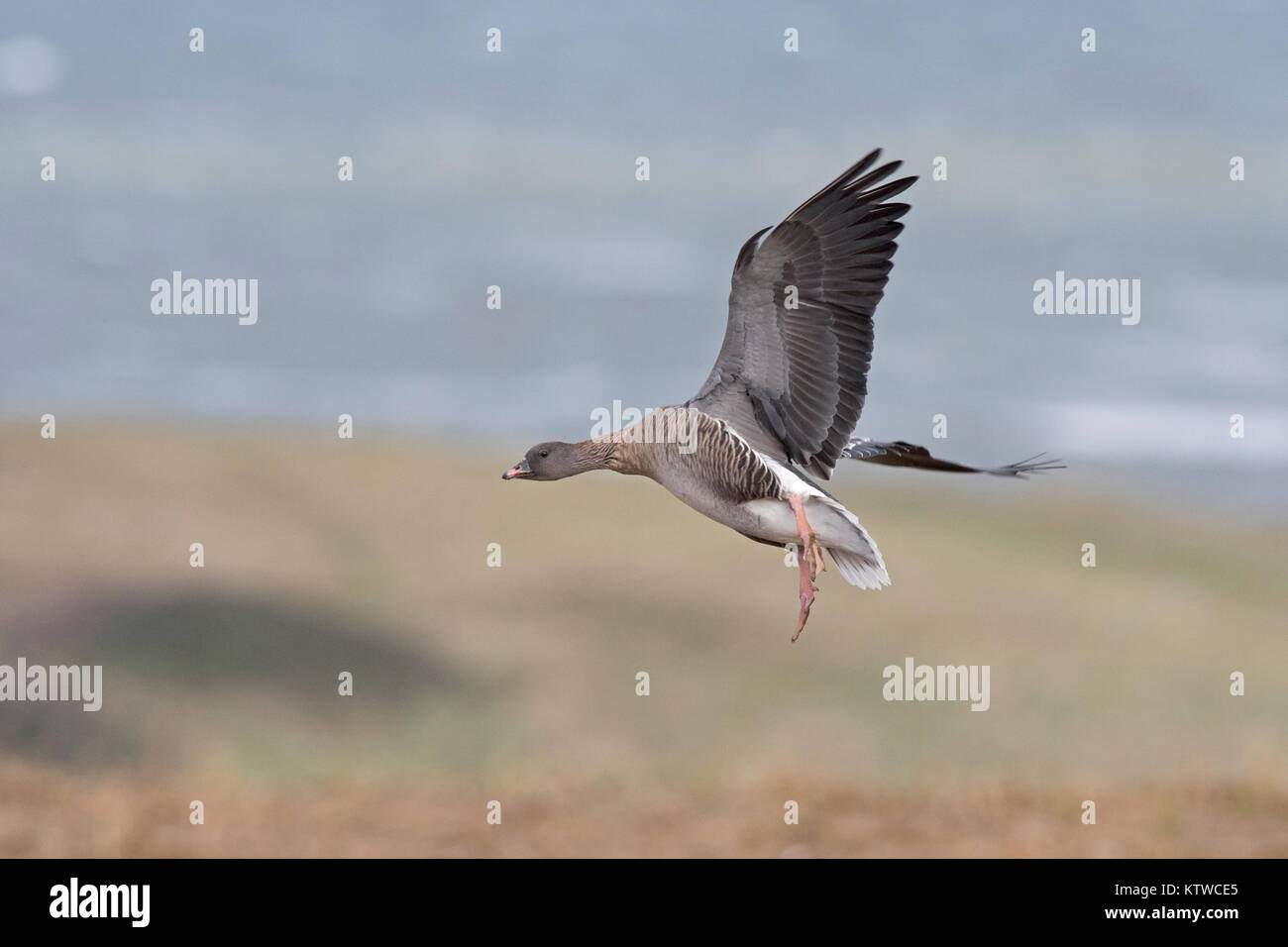 Rosa-footed oche Anser brachyrhynchus alimentando in raccolti di barbabietole da zucchero Salthouse campo North Norfolk Novembre Foto Stock