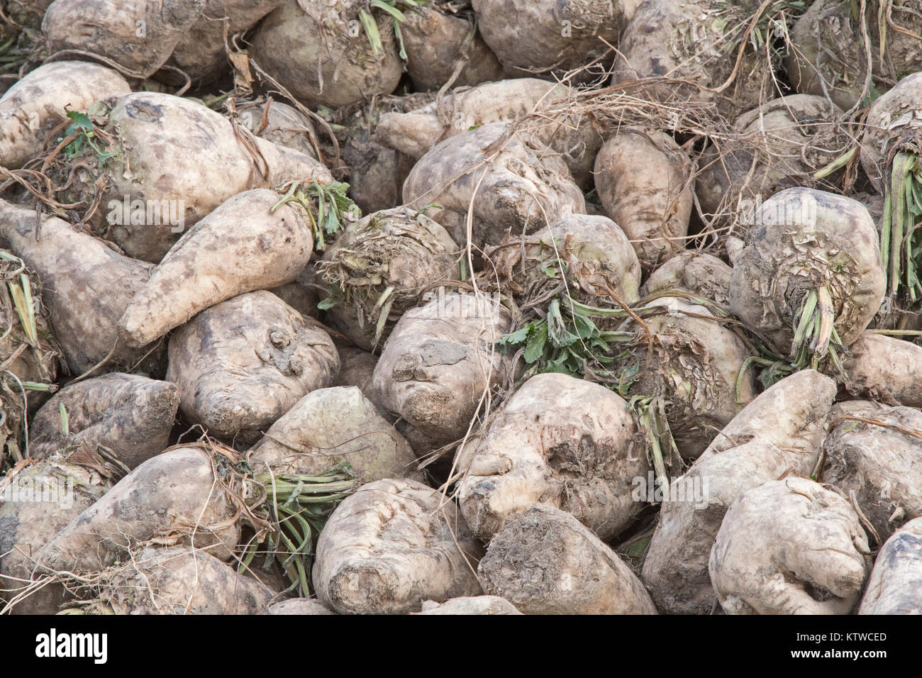 Raccolti di barbabietole da zucchero Salthouse Norfolk Novembre Foto Stock