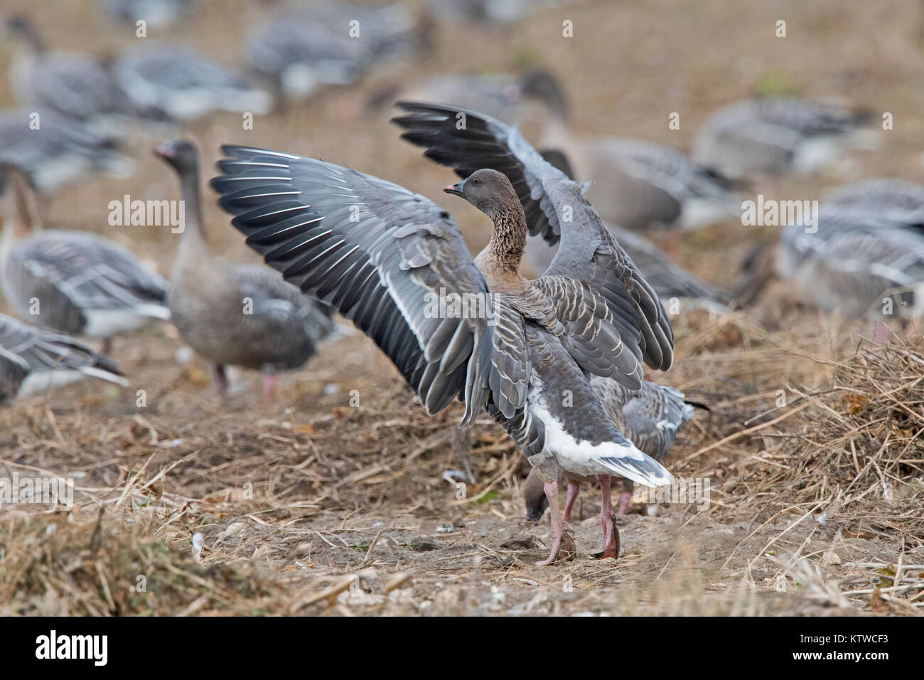 Rosa-footed oche Anser brachyrhynchus alimentando in raccolti di barbabietole da zucchero Salthouse campo North Norfolk Novembre Foto Stock