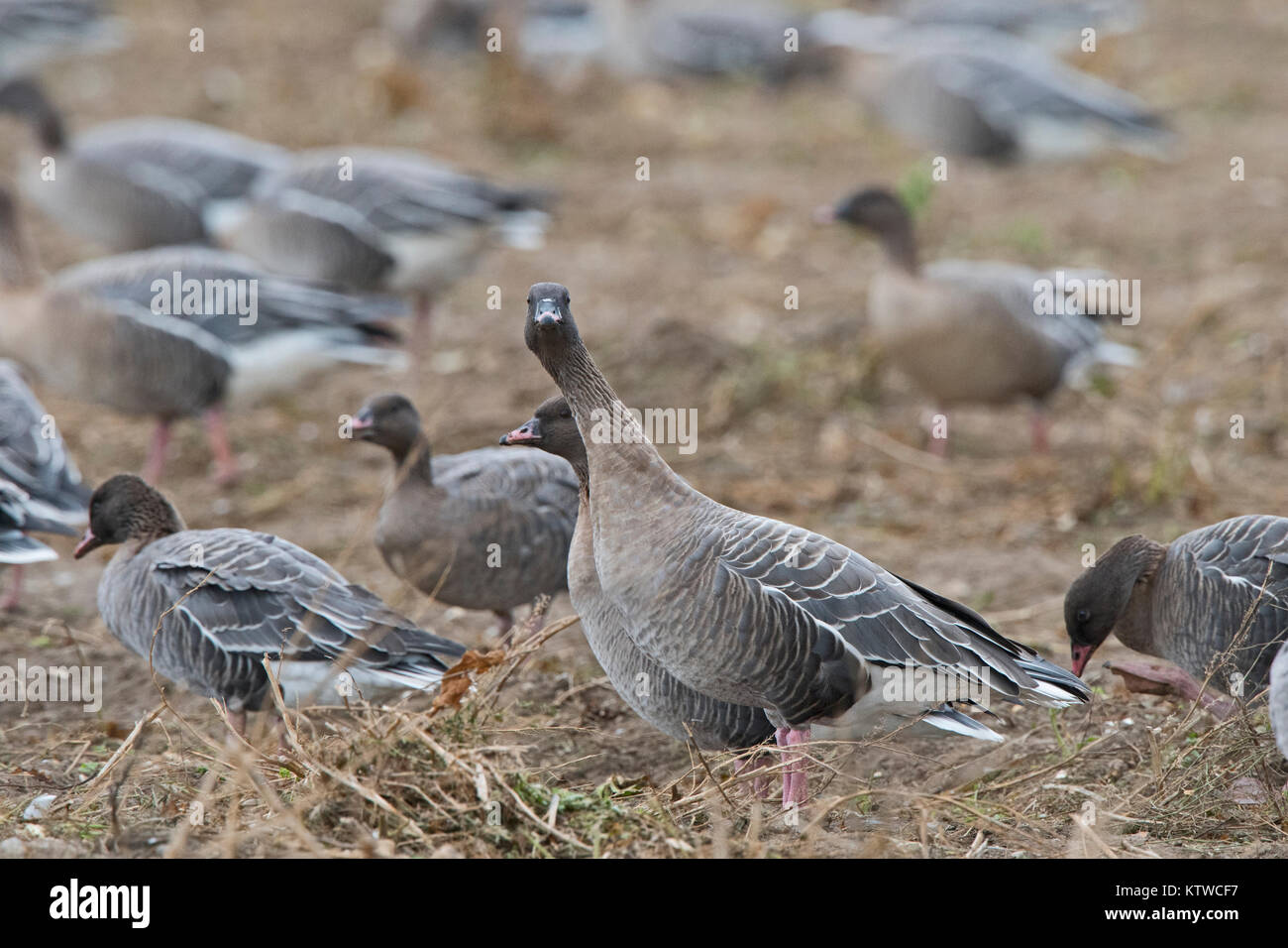 Rosa-footed oche Anser brachyrhynchus alimentando in raccolti di barbabietole da zucchero Salthouse campo North Norfolk Novembre Foto Stock