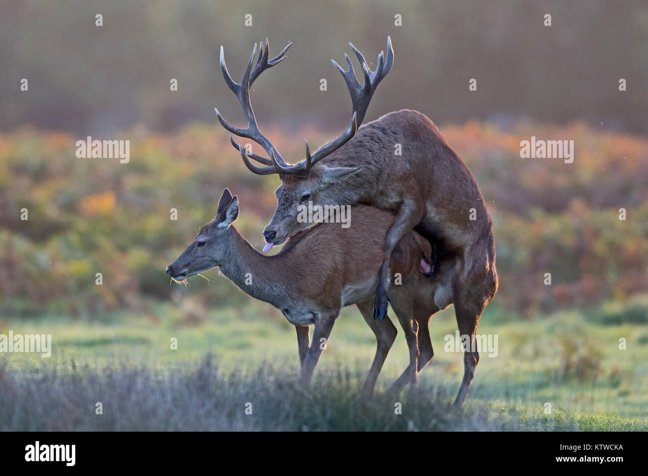 Red Deer Cervus elaphus stag coniugata con hind all'alba durante rut Bushy Park London Ottobre Foto Stock
