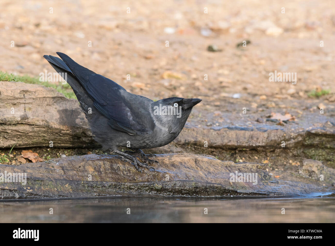 Jack Daw (Western Taccola) Corvus monedula bere Bushy Park London Ottobre Foto Stock