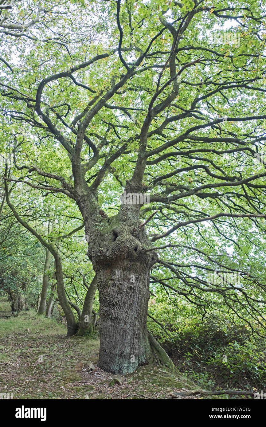 Antica Oal tree circa 300 anni utilizzato come una struttura di confine sul bordo del campo a nord di Norfolk Foto Stock