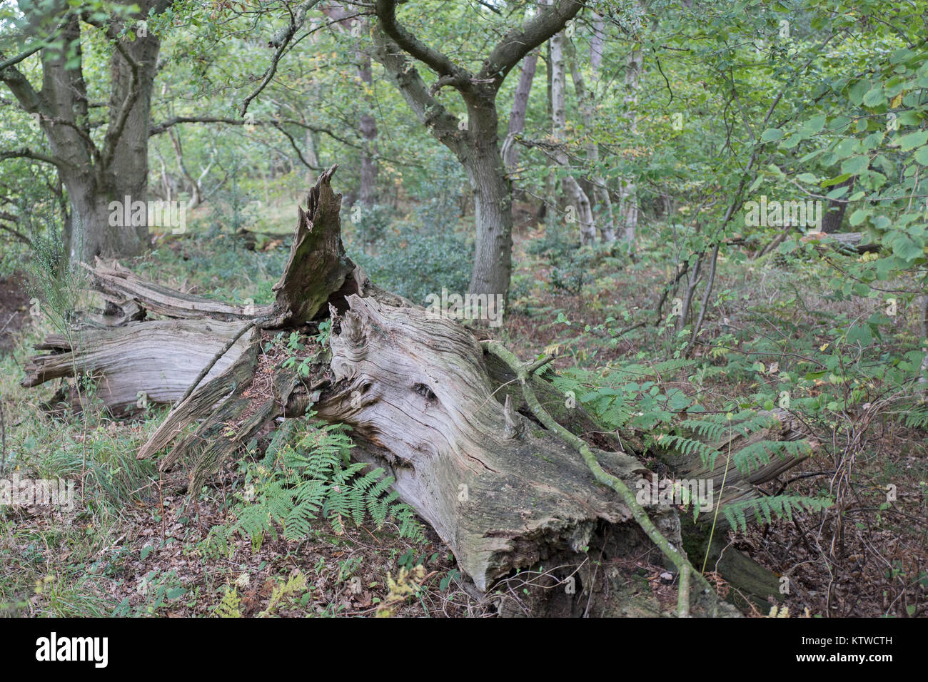 Morto legno (rovere) sul suolo della foresta in antichi boschi North Norfolk Foto Stock