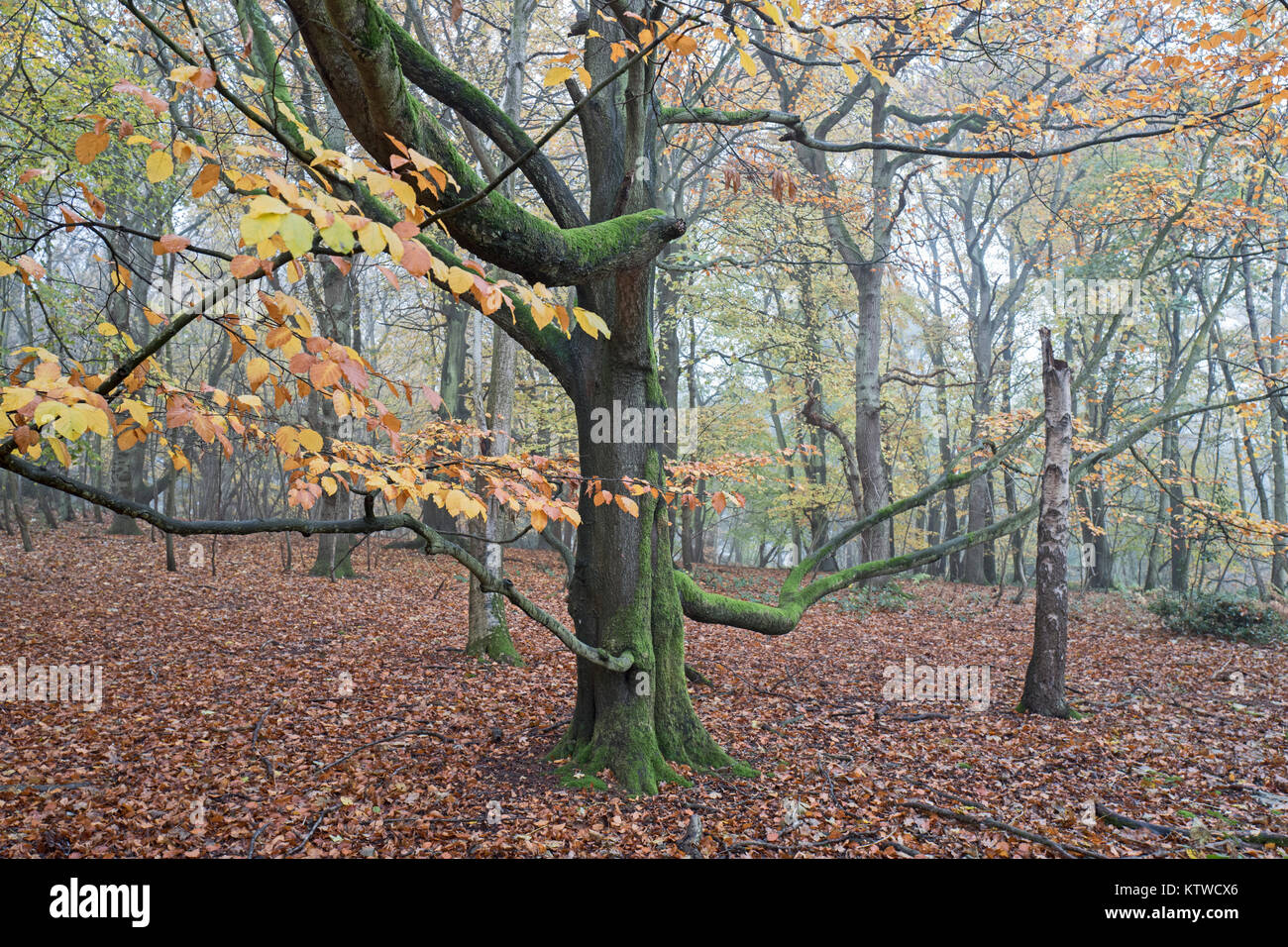 Colore di autunno nel bosco di faggio su nebbioso giorno nr Holt North Norfolk Foto Stock