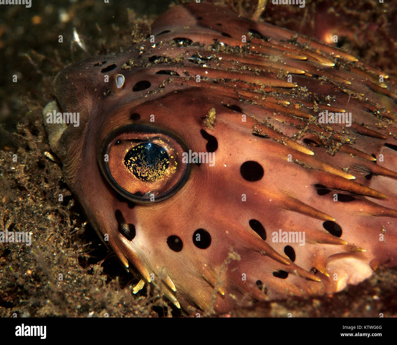 SLEEPING BALLOONFISH (DIODON HOLOCANTHUS) Foto Stock