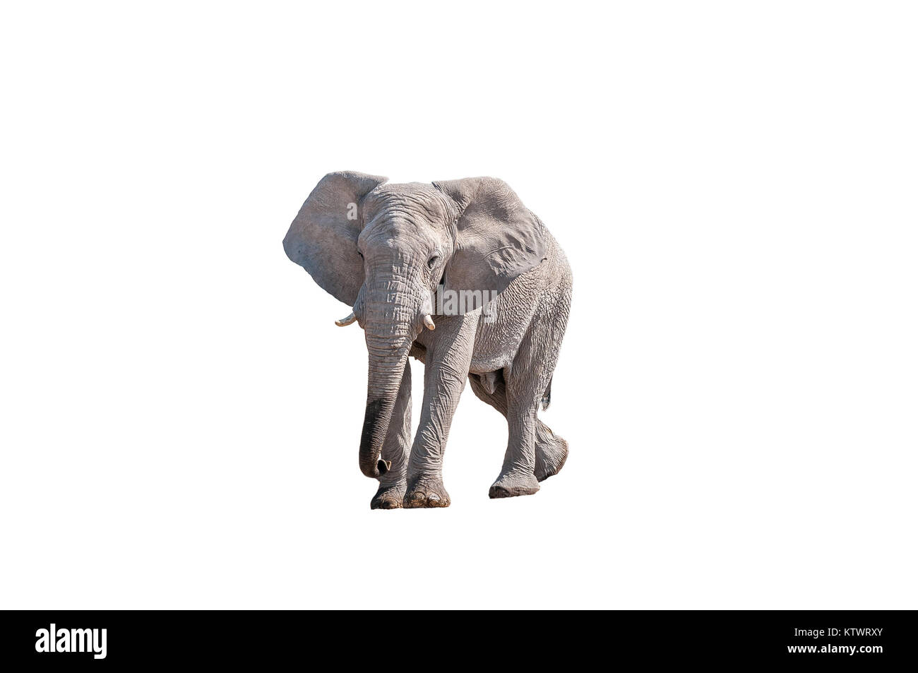 Un elefante africano Loxodonta africana, isolato su bianco, in Namibia settentrionale Foto Stock