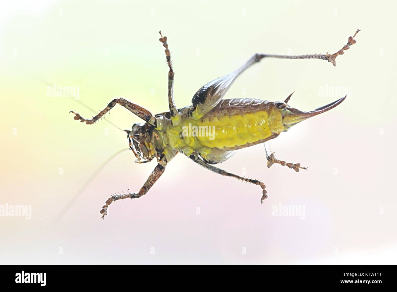 Dark bush-cricket, Pholidoptera griseoaptera Foto Stock