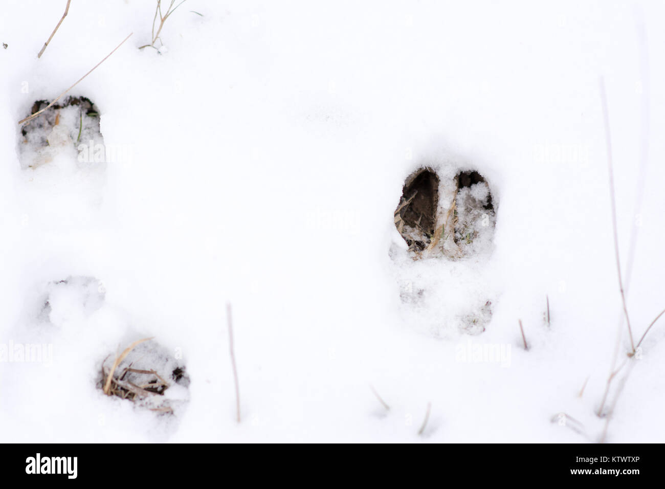 Fresh culbianco tracce di cervi nel luminoso bianco della neve. Foto Stock