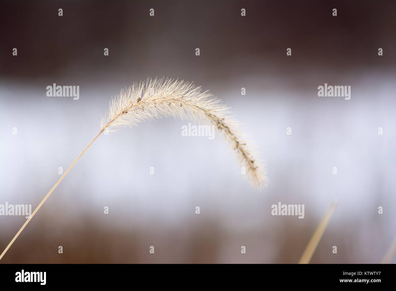 Golden erba con levetta bokeh di fondo e sfondo d'inverno. Foto Stock