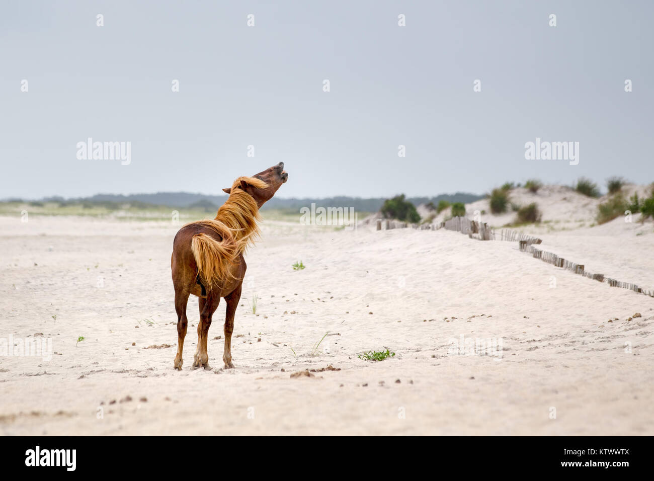 Un pony selvatici, cavallo, di Assateague Island, Maryland, Stati Uniti d'America sulla spiaggia. Questi animali sono noti anche come Assateague cavalli o pony Chincoteague. Foto Stock