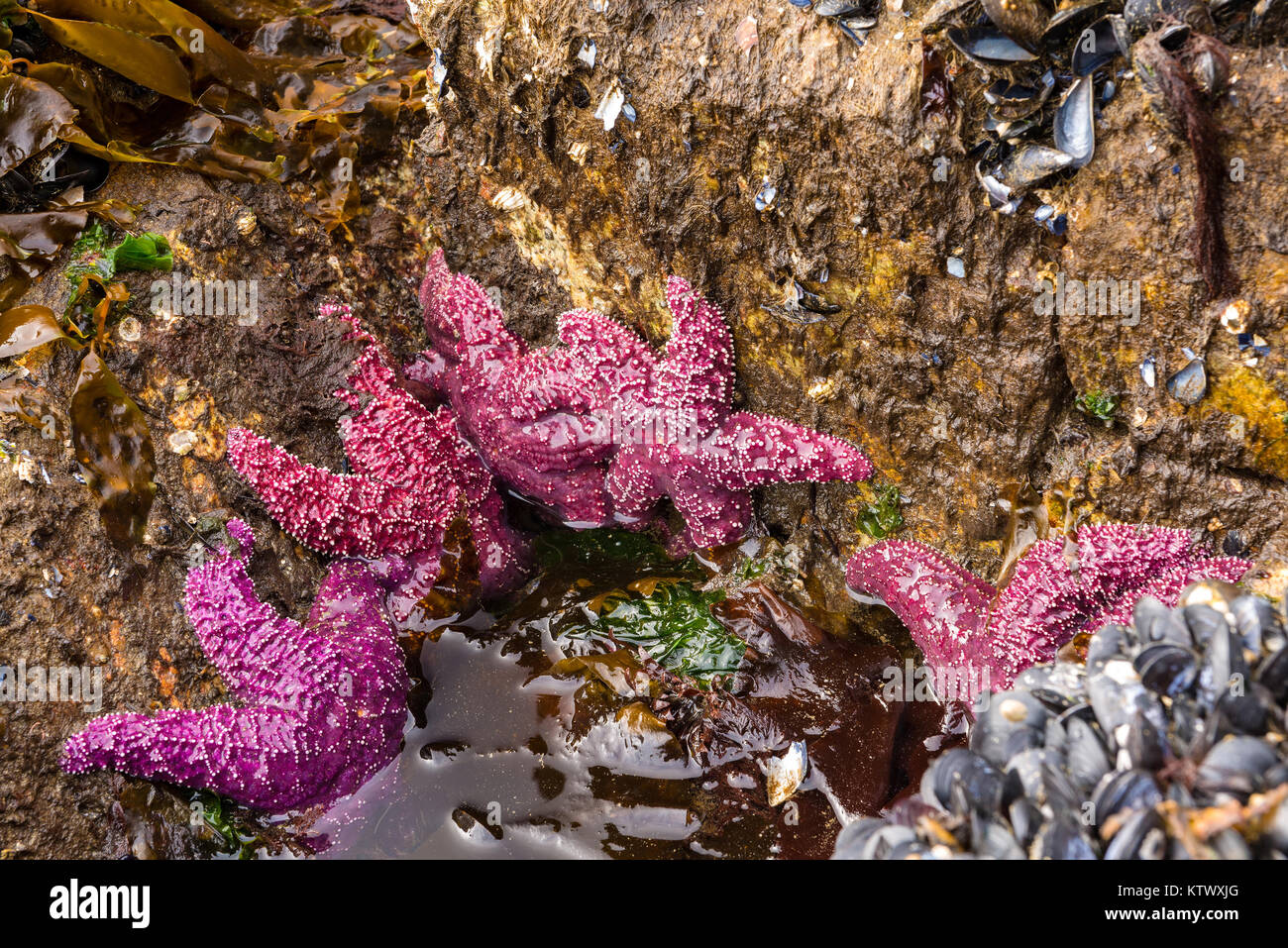 Ocra starfish (Pisaster ochraceus) Lighthouse Park, British Columbia, Canada Foto Stock