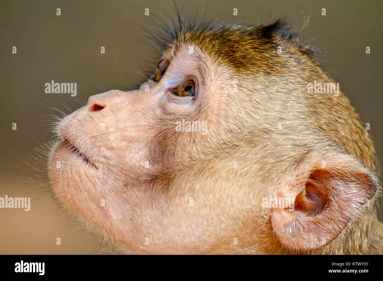 Da soli giovani monkey guardando il cielo in un parco, in attesa di qualcosa Foto Stock