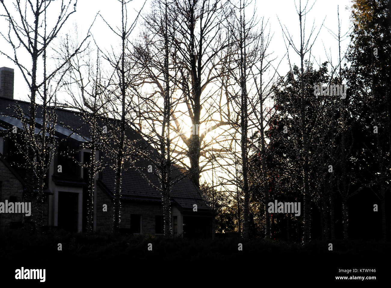 Sagome di piccoli alberi infilate al di fuori con le luci di Natale contro una casa buia e alberi più grandi al tramonto Foto Stock