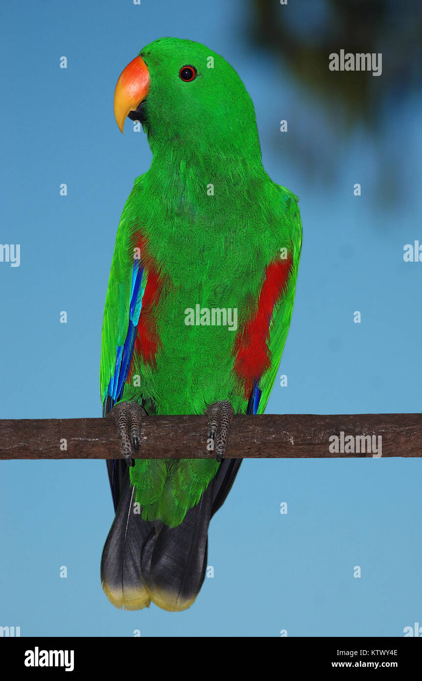 Femmina rosso australiano facciate parrot, Eclectus roratus Foto Stock