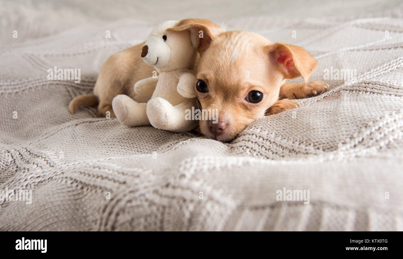 Minuscolo cucciolo di addormentarsi sul letto Foto Stock