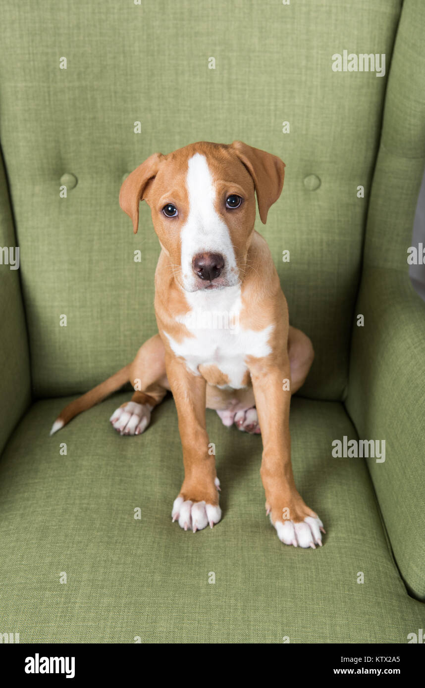 Di colore beige e bianco di razza mista cucciolo rilassante sulla sedia verde a casa Foto Stock