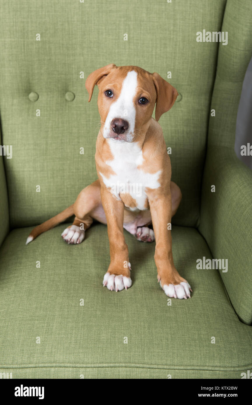 Di colore beige e bianco di razza mista cucciolo rilassante sulla sedia verde a casa Foto Stock