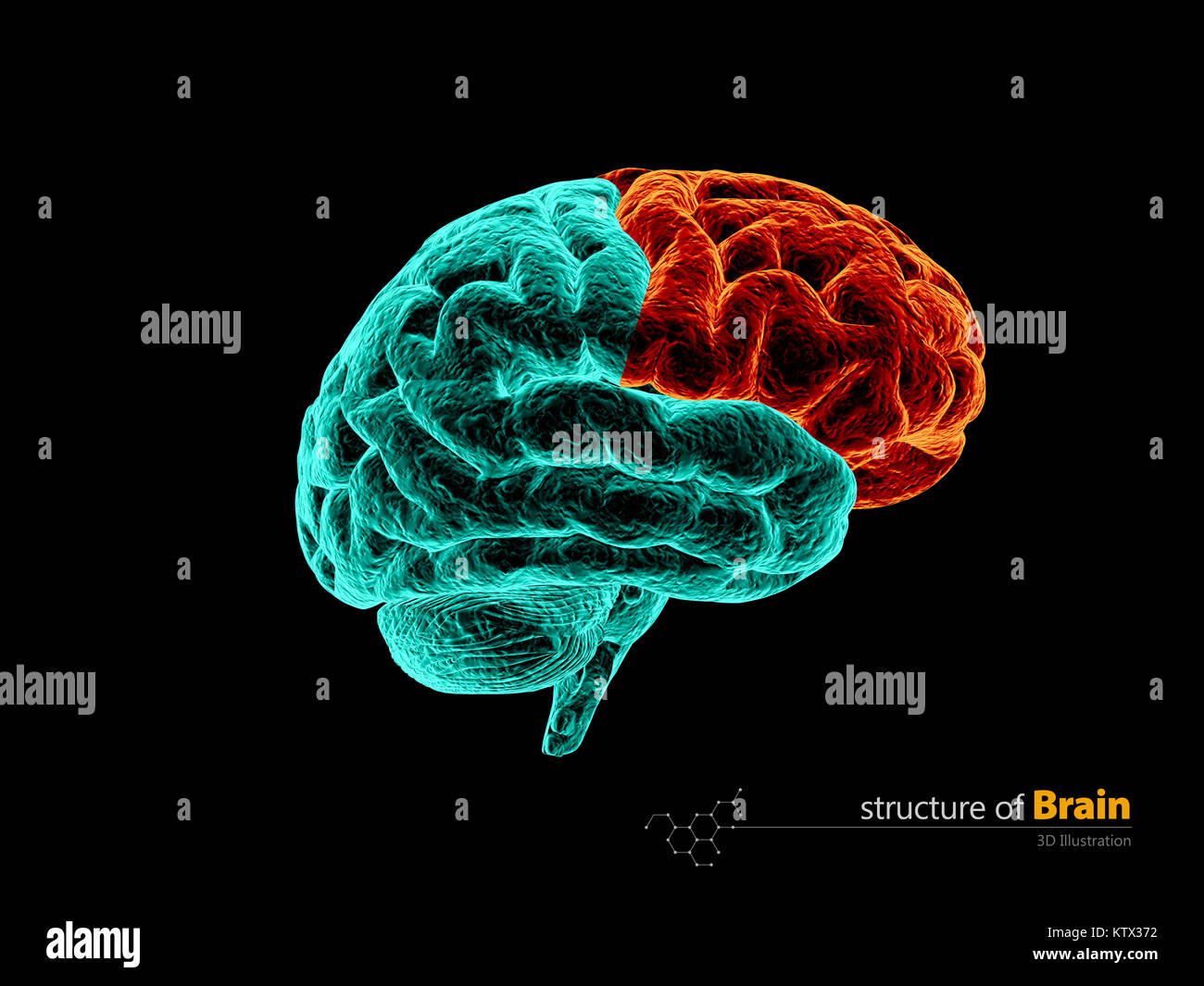 Cervello umano del lobo frontale struttura anatomica. Cervello umano anatomia 3d'illustrazione. Foto Stock