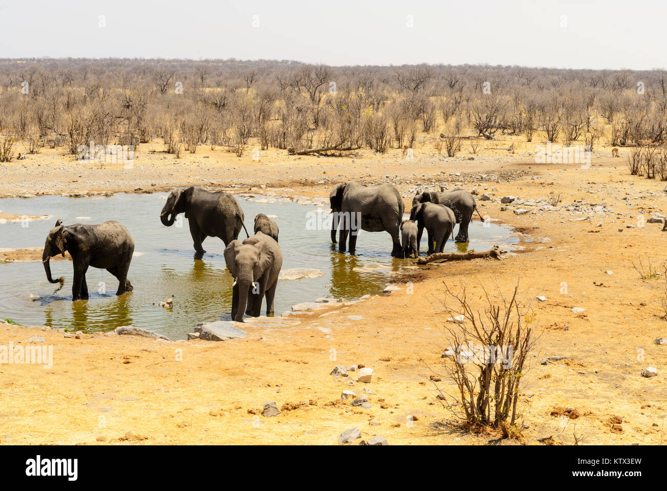 Gli elefanti di bere a Halai waterhole, Etosha, Namibia Foto Stock