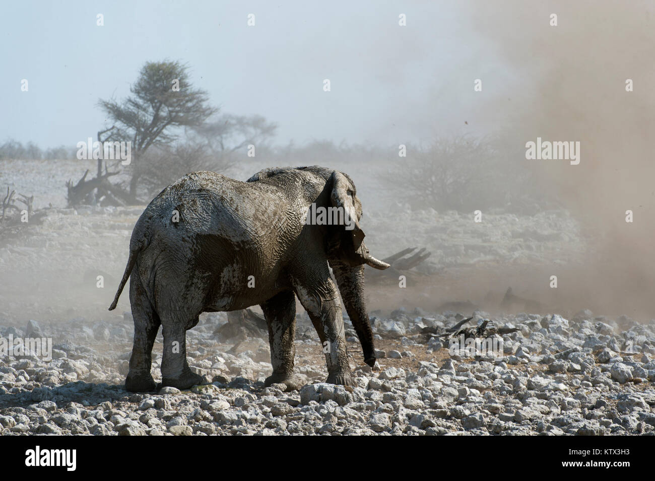 Elephant rivolta verso una tempesta di polvere a Okaukuejo foro per l'acqua, Etosha, Namibia Foto Stock