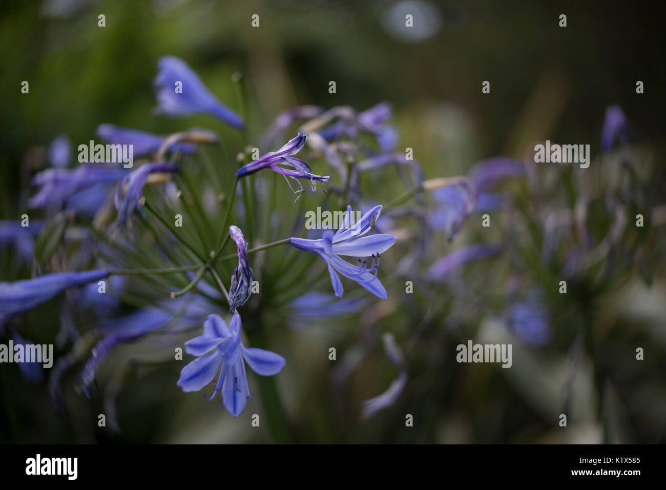 Agapanthus a giardini botanici di Birmingham Foto Stock