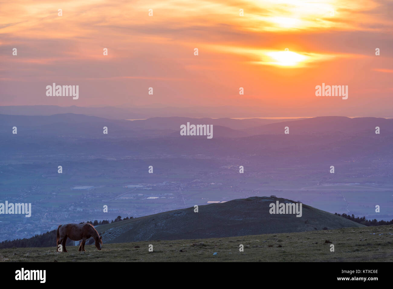 Il cavallo in campi, Monte Subasio, Umbria, Italia, Europa Foto Stock