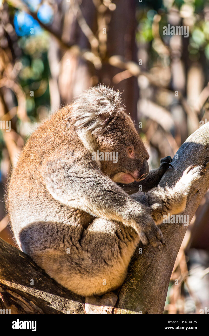 Il Koala nel selvaggio, Kangaroo Island, South Australia, Australia Pacific Foto Stock