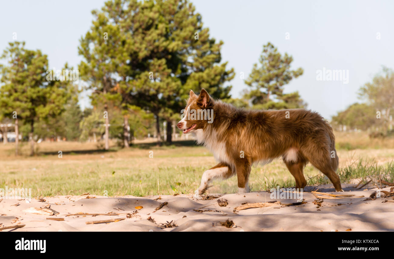 Mongrel dog attraversa a piedi Siberiano all'aperto Foto Stock
