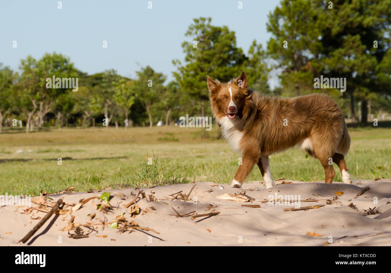 Mongrel dog attraversa a piedi Siberiano all'aperto Foto Stock