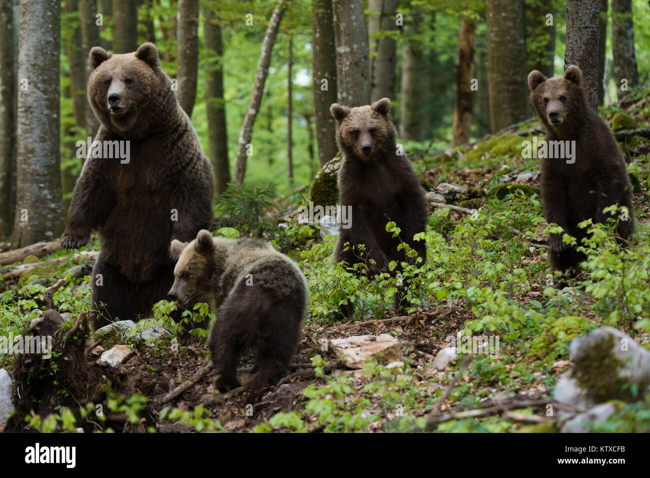 Unione l'orso bruno (Ursus arctos) e lupetti, Slovenia, Europa Foto Stock