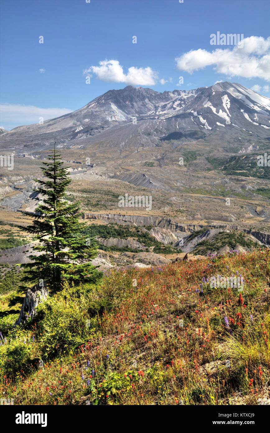 Il Monte Sant Helens con fiori selvatici, Monte Sant Helens National Volcanic Monument, nello Stato di Washington, Stati Uniti d'America, America del Nord Foto Stock