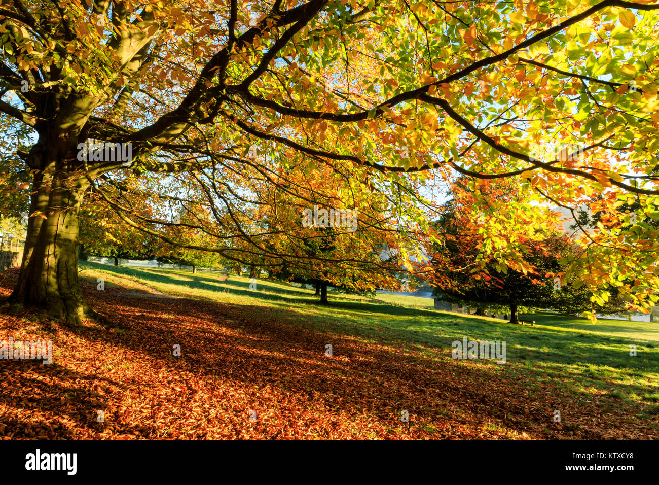 In autunno (caduta) colori, Chatsworth Park, casa nobiliare del duca di Devonshire, Chesterfield, Derbyshire, England, Regno Unito, Europa Foto Stock