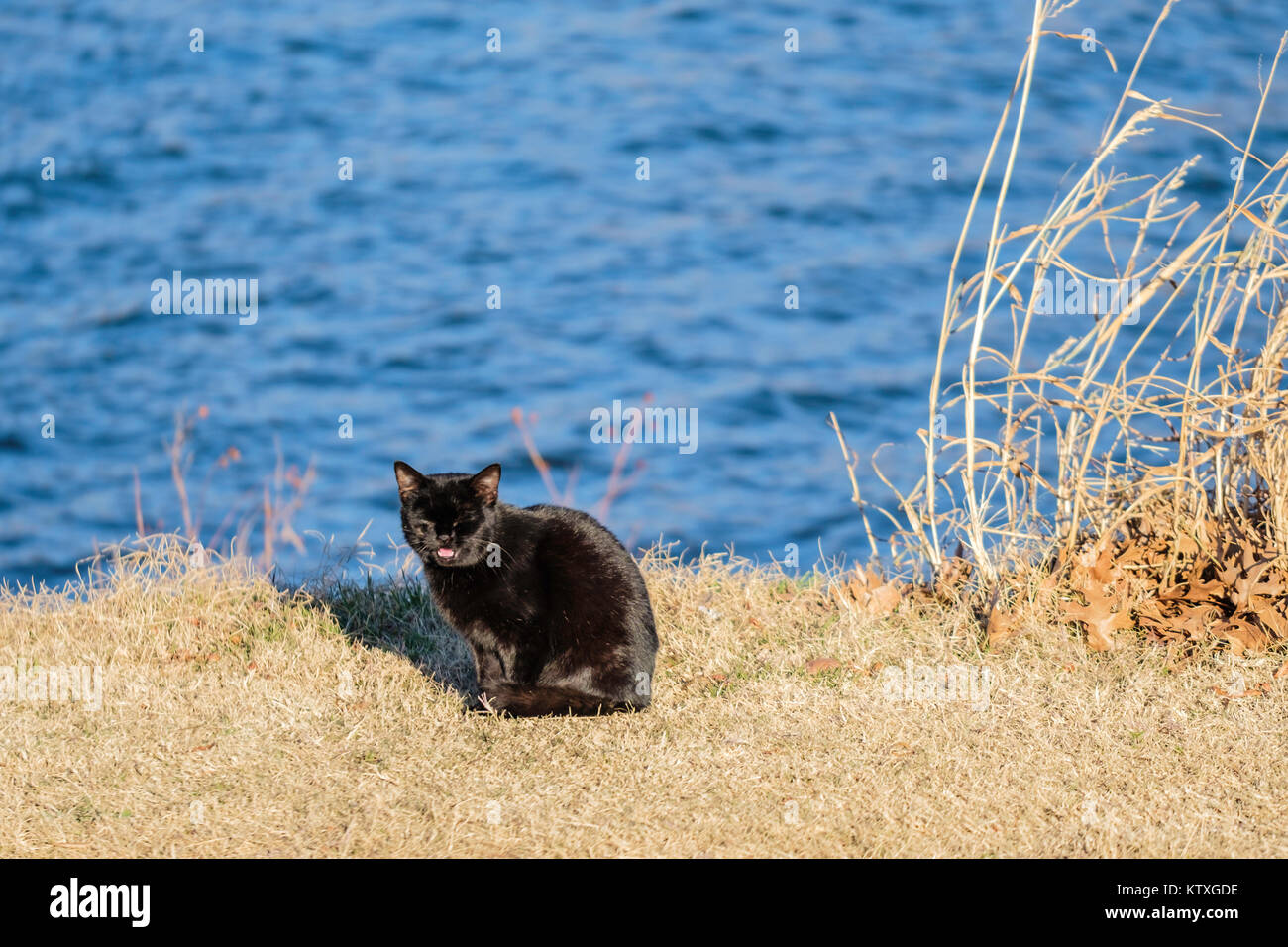 Feral cat, Felis silvestris catus, abbandonati a Hefner lago nella città di Oklahoma, Oklahoma, Stati Uniti d'America. Foto Stock