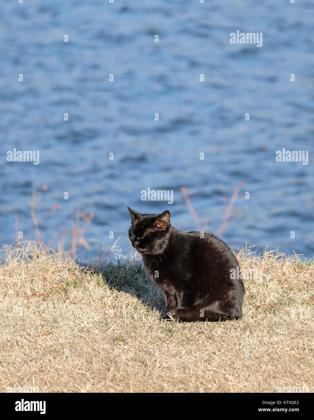 Feral cat, Felis silvestris catus, abbandonati a Hefner lago nella città di Oklahoma, Oklahoma, Stati Uniti d'America. Foto Stock