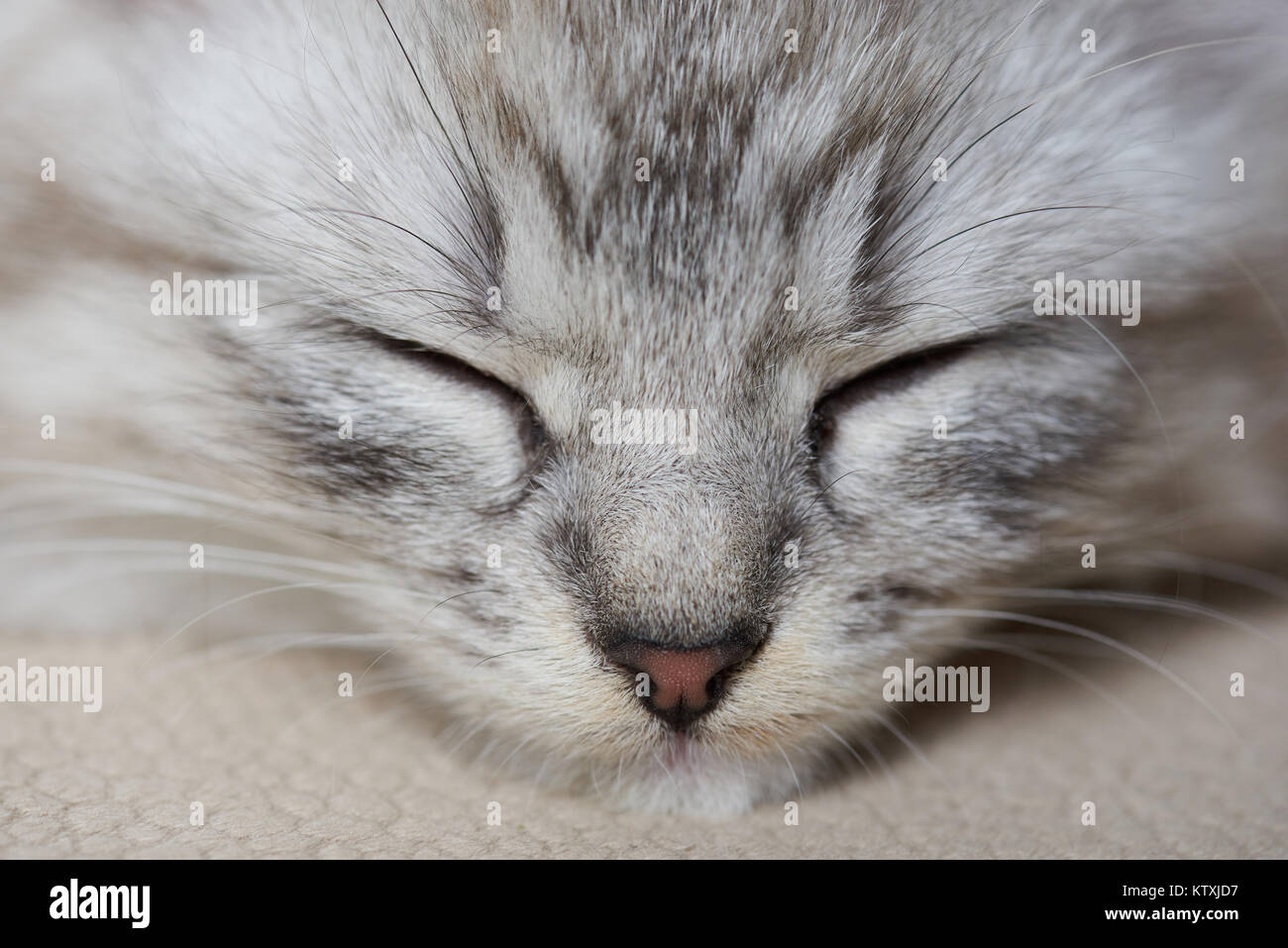 Kitty ritratto con gli occhi chiusi. Testa di colore grigio cat Foto Stock
