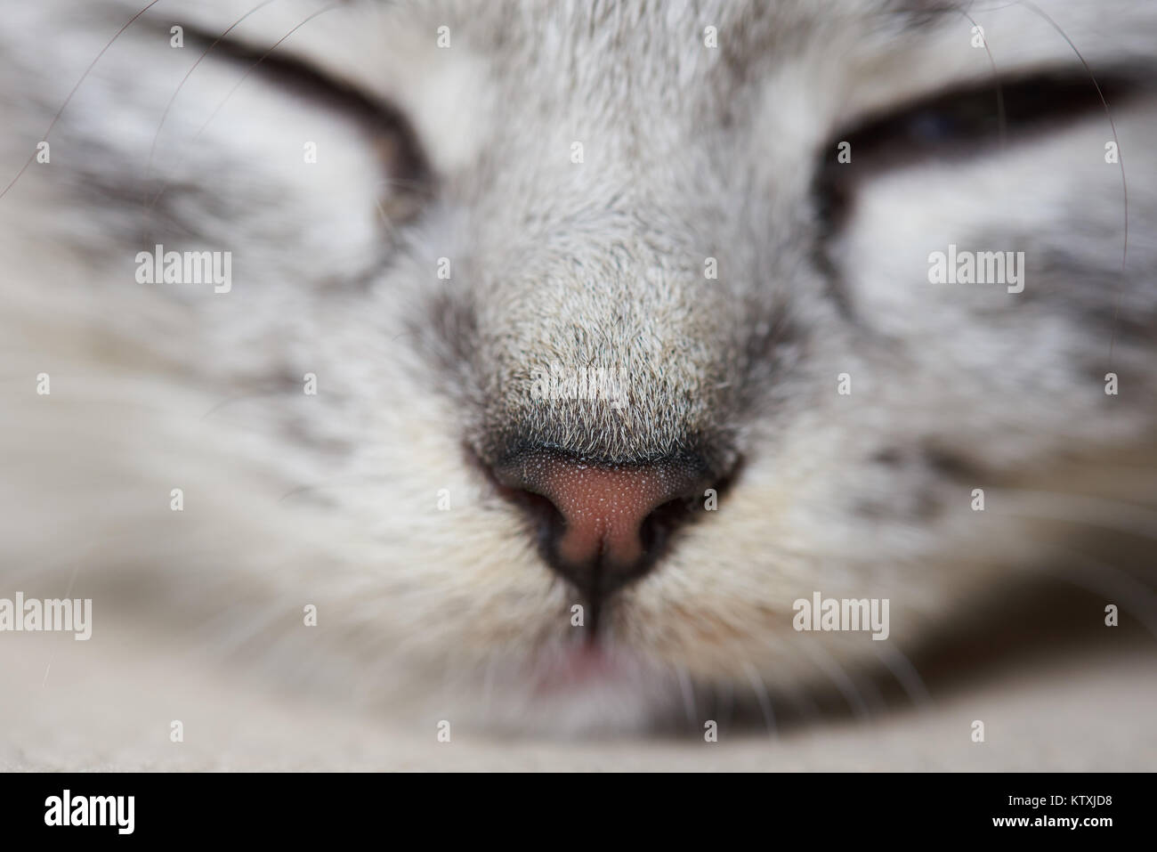 Macro ritratto di cat. Kitty Red Nose close up Foto Stock