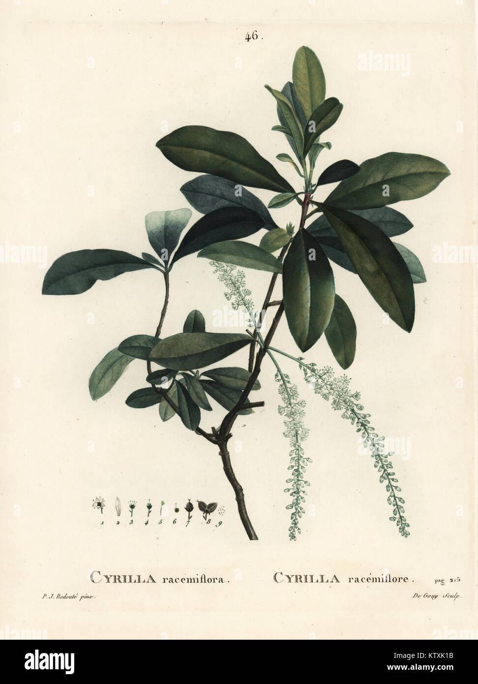 Swamp cyrilla, Cyrilla racemiflora. Imbianchini Handcolored incisione di De Gouy dopo una illustrazione di Pierre-Joseph Redoute da Henri Louis Duhamel du Monceau's Traite des Arbres et Arbustes, Parigi, 1804-1819. Foto Stock