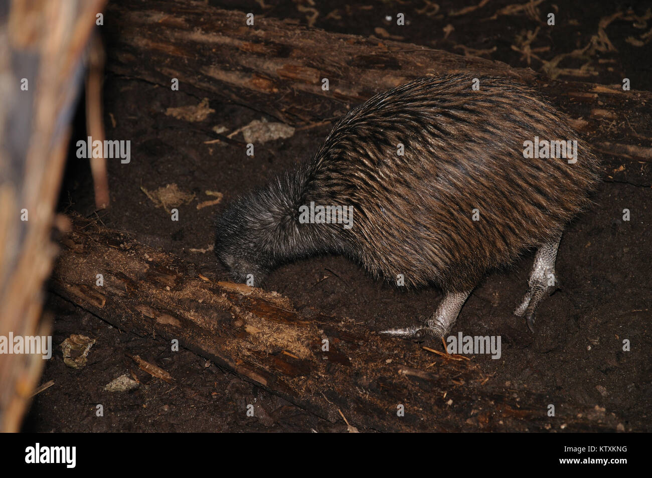 Isola del nord brown kiwi, Apteryx australis, seppellisce il suo becco in terra, alla ricerca di cibo, Nuova Zelanda Foto Stock