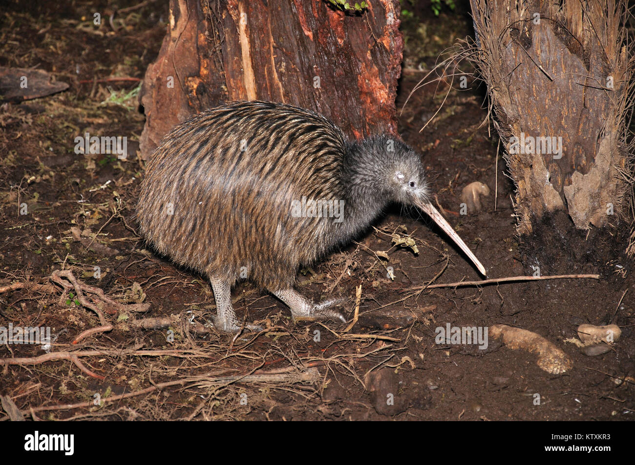 Isola del nord brown kiwi, Apteryx australis, Nuova Zelanda Foto Stock