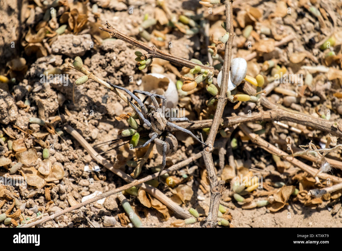 Pugliese crawl tarantola lungo i rami (Lycosa tarantula) Foto Stock