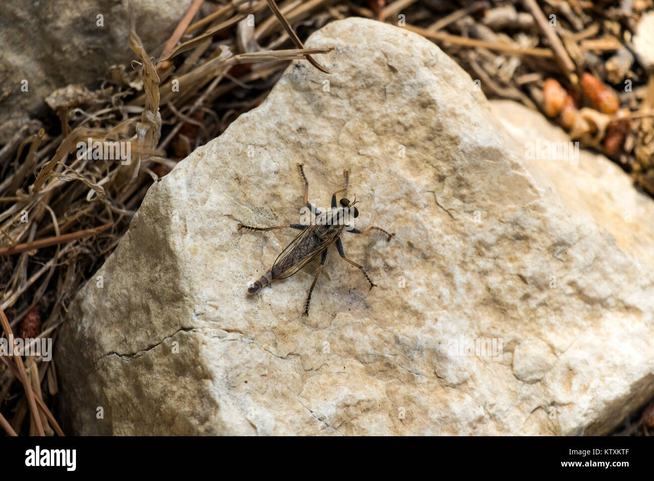 Assassin vola dal rapinatore fly famiglia siede su una pietra (Asilidae) Foto Stock