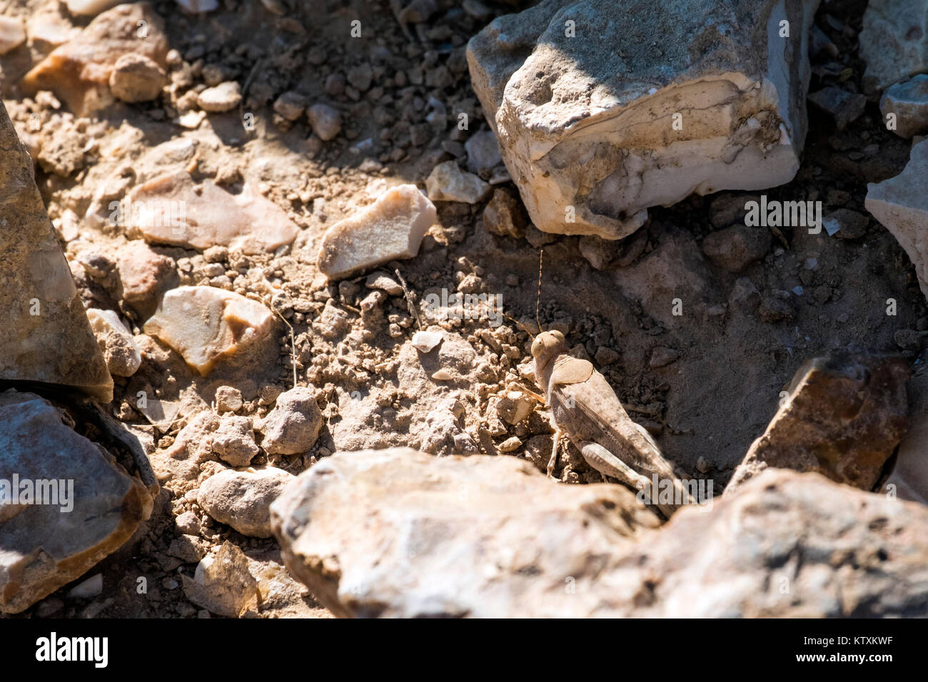 Desert locust seduti tra le pietre (Sphingonotus octofasciatus) Foto Stock