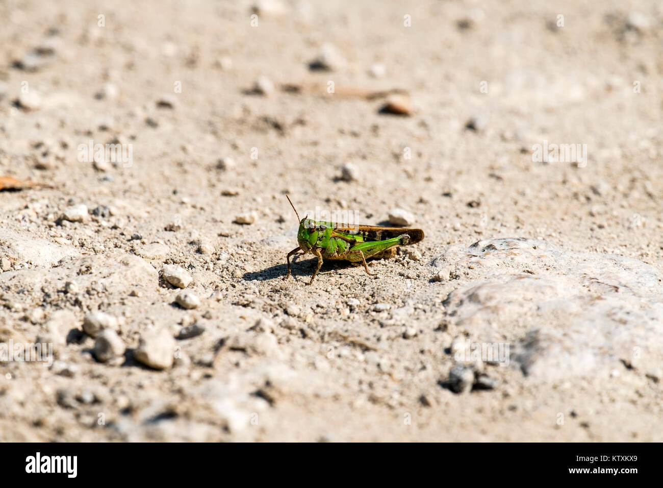 Grasshopper del Acrididae famiglia siede su una strada sterrata (Omocestus viridulus) Foto Stock