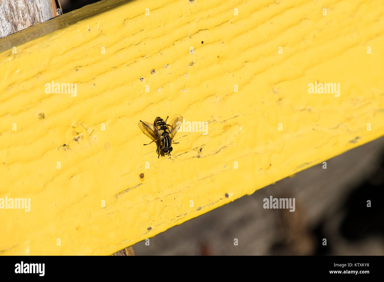 Piccole strisce hoverflies siede su una scheda di colore giallo (Syrphidae) Foto Stock