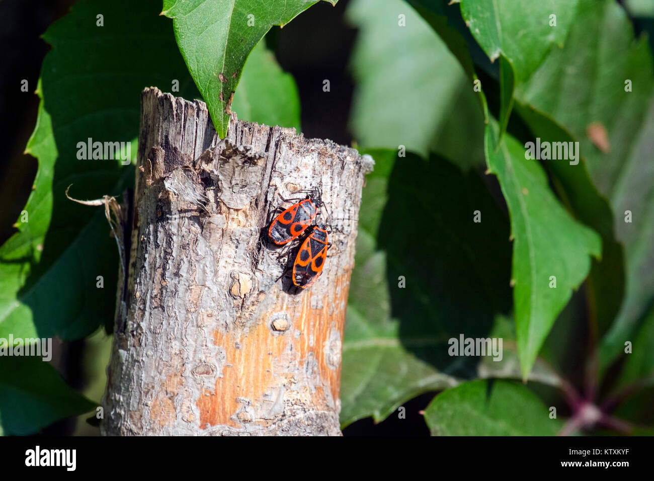 Due scarabei di firebug sedersi su un picchetto in legno (Pyrrhocoris apterus) Foto Stock