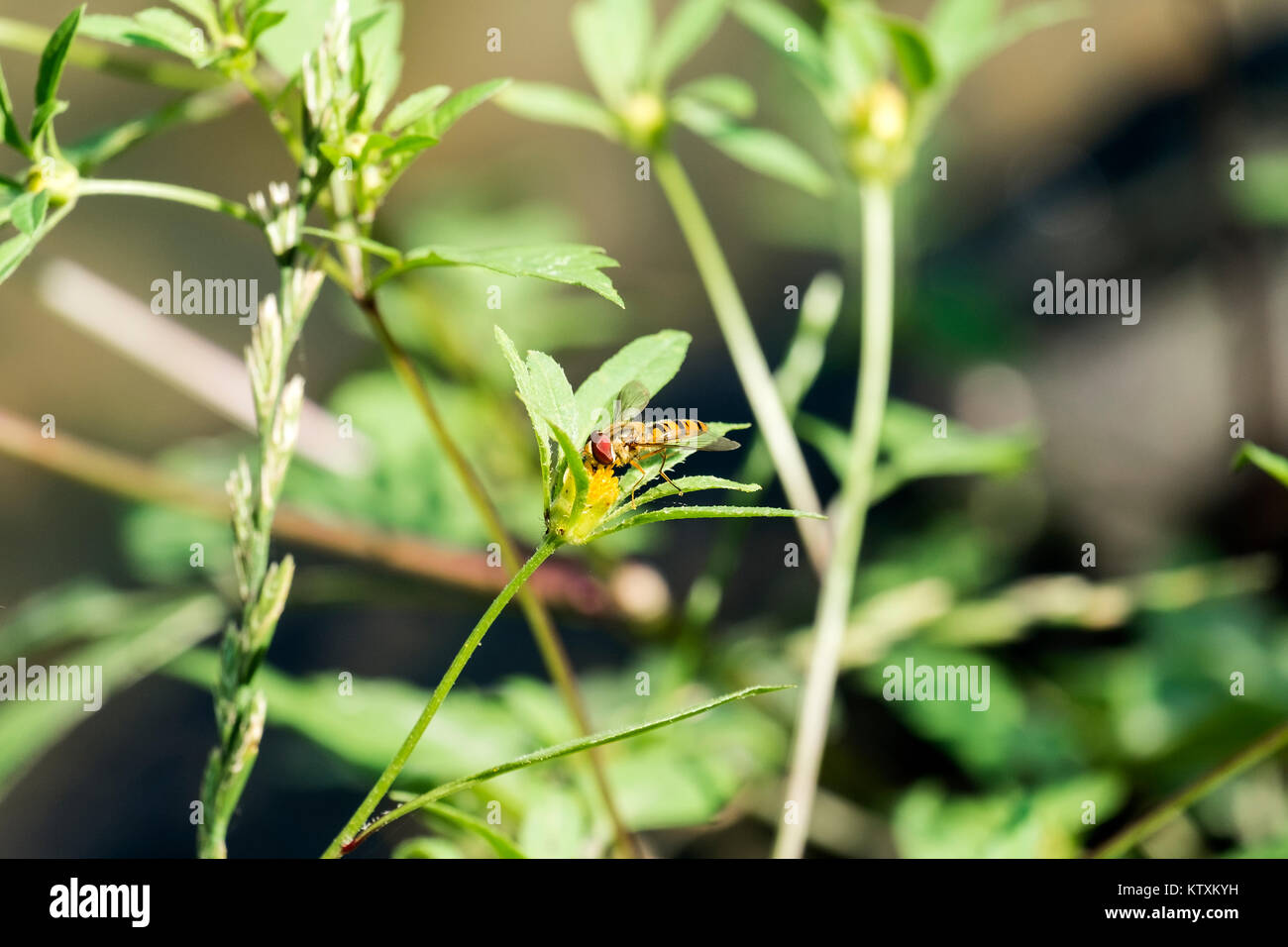 Giallo listati hoverfly siede sul fiore (Syrphidae) Foto Stock
